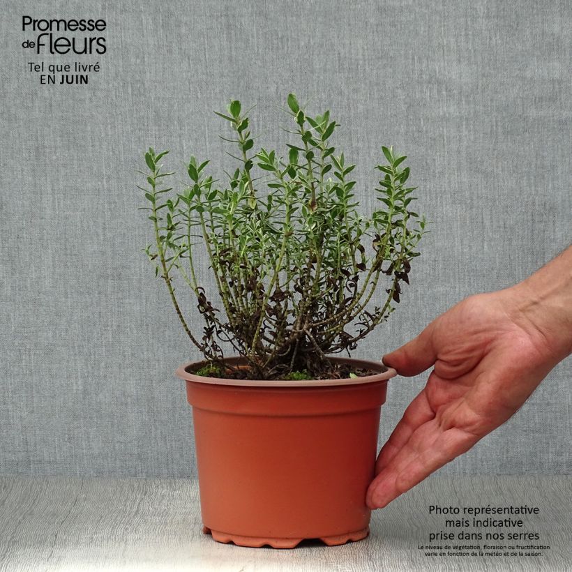 Exemplaar van Hebe albicans Red Edge - Struikveronica Pot van 2 l/3 l zoals geleverd in de zomer