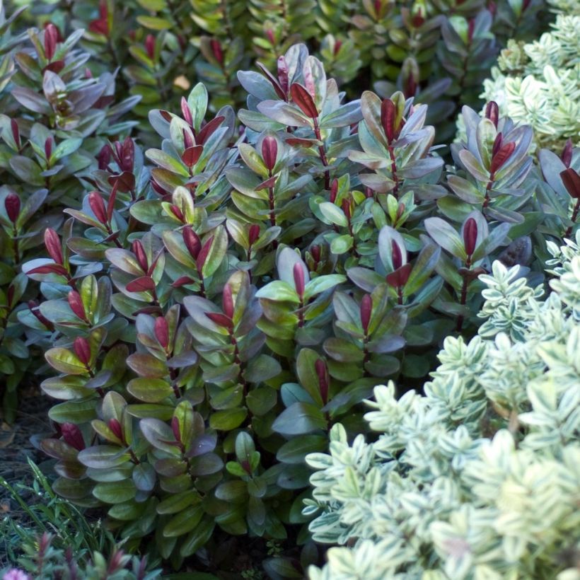 Hebe Santa Monica - Struikveronica (Groeiplaats)