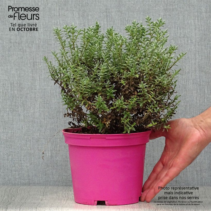 Exemplaar van Hebe pinguifolia Sutherlandii - Struikveronica Pot van 2 l/3 l zoals geleverd in de herfst