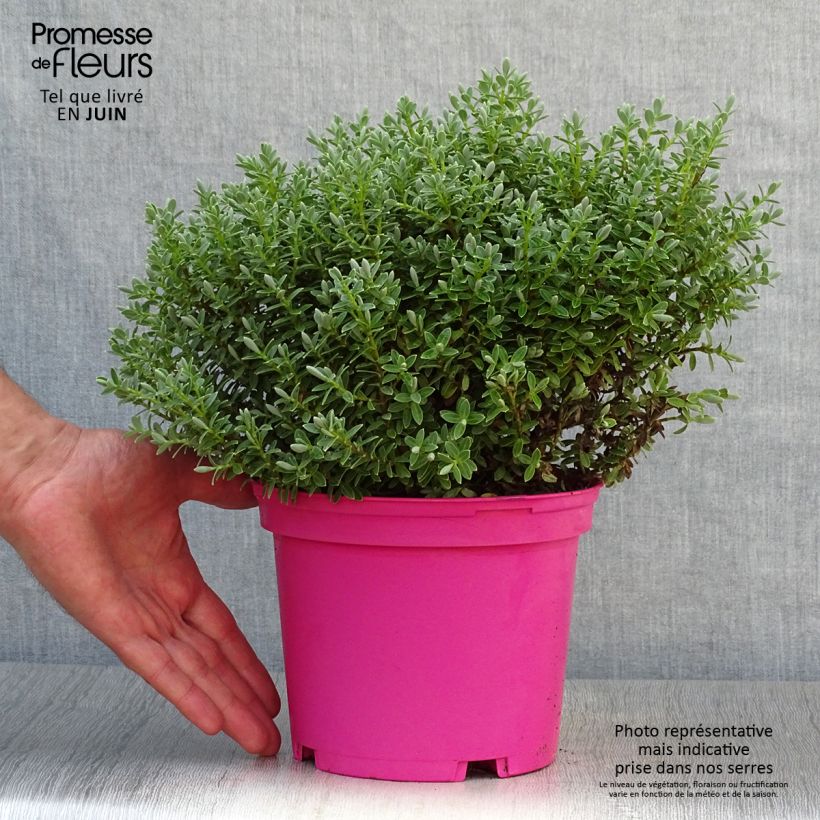 Exemplaar van Hebe pinguifolia Sutherlandii - Struikveronica Pot van 2 l/3 l zoals geleverd in de zomer