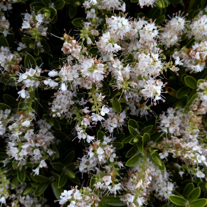 Hebe pinguifolia Sutherlandii - Struikveronica (Bloei)