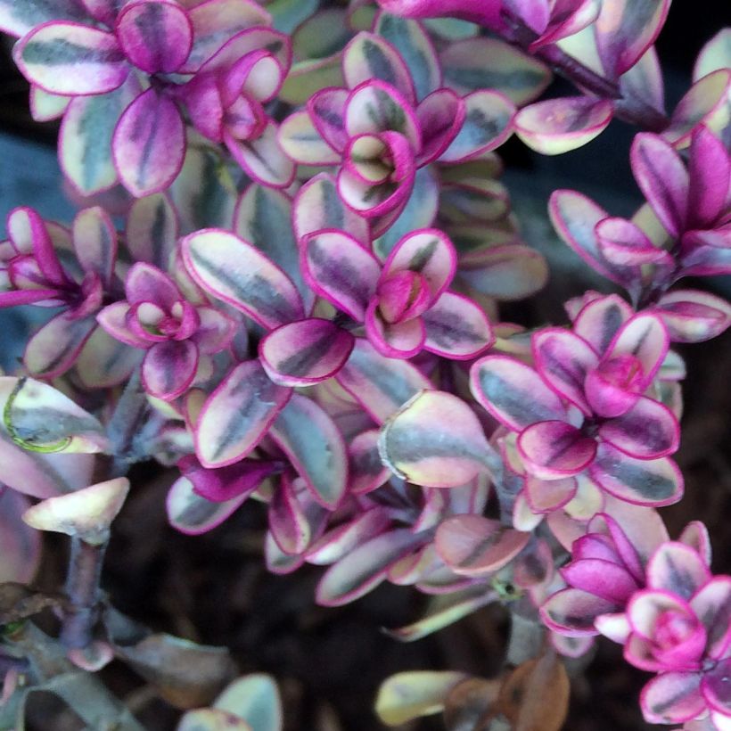 Hebe Tip Top - Struikveronica (Foliage)