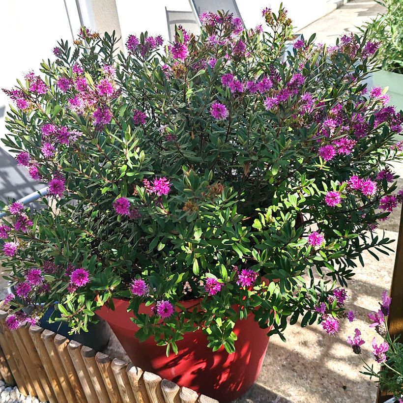 Hebe Wiri Charm - Struikveronica (Plant habit)