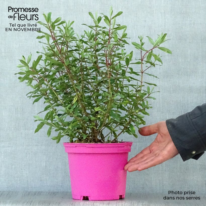 Exemplaar van Hebe Wiri Charm - Struikveronica Pot van 2 l/3 l zoals geleverd in de herfst