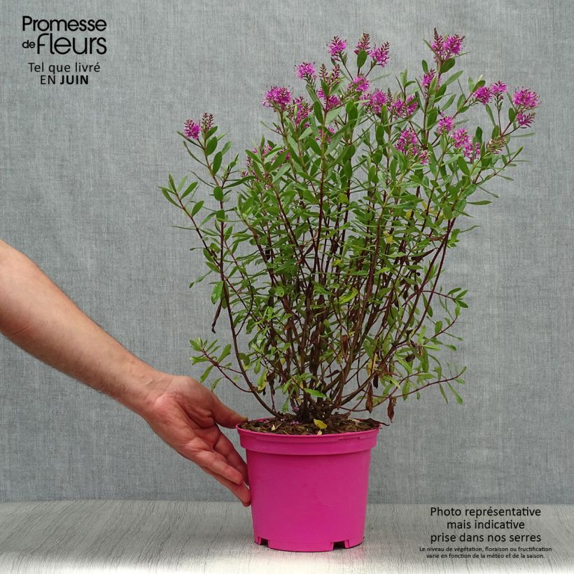 Exemplaar van Hebe Wiri Charm - Struikveronica Pot van 2 l/3 l zoals geleverd in de zomer