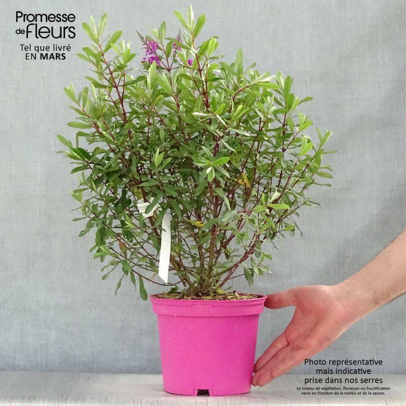 Example of Hebe Wiri Charm - Struikveronica Pot van 2 l/3 l as you get in printemps