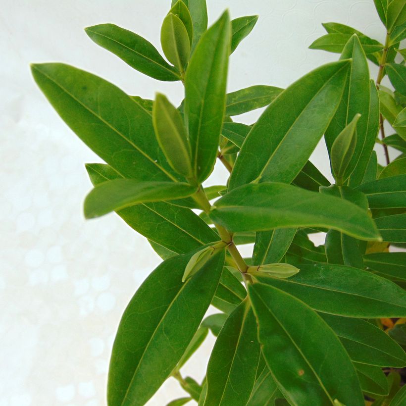 Hebe Wiri Image - Struikveronica (Foliage)