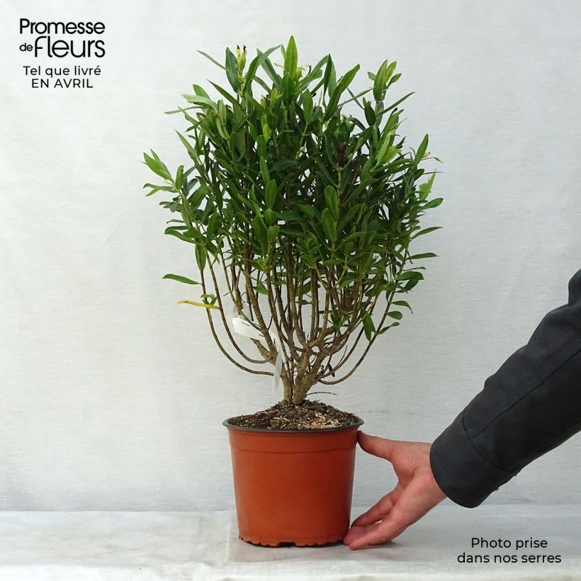Example of Hebe Wiri Image - Struikveronica Pot van 2 l/3 l as you get in printemps