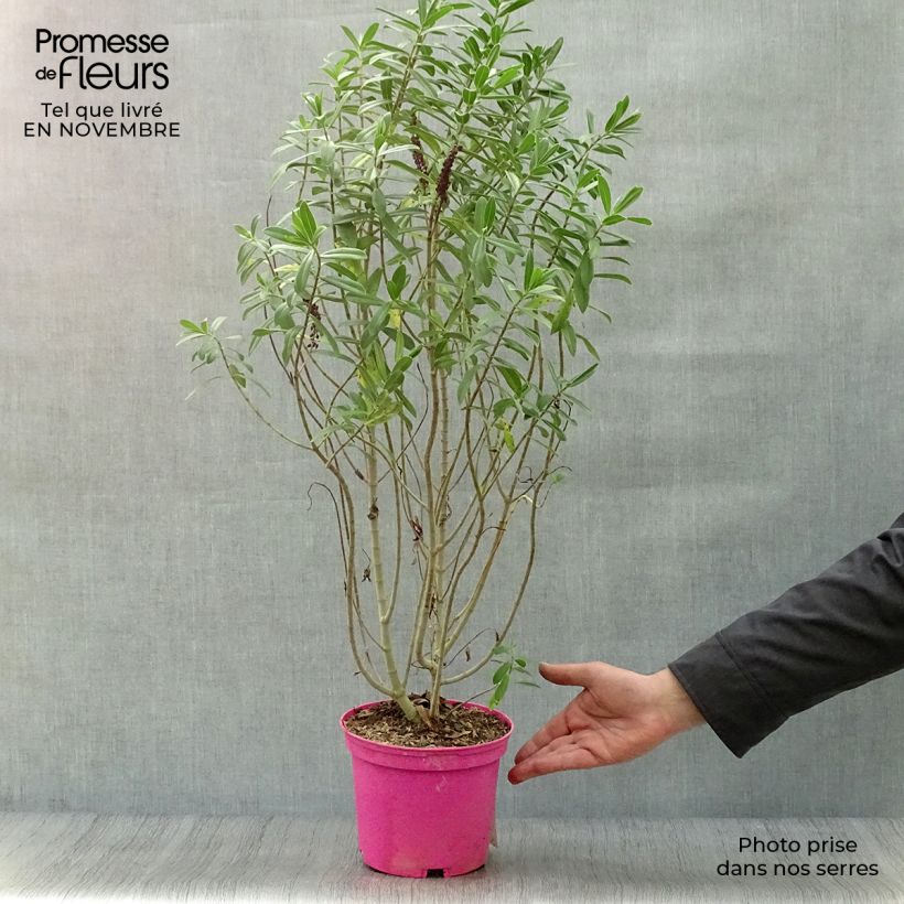Exemplaar van Hebe Wiri Image - Struikveronica Pot van 2 l/3 l zoals geleverd in de herfst