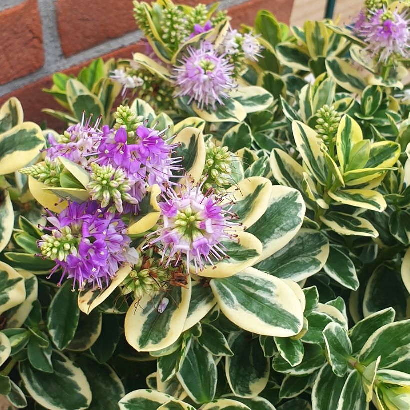Veronica andersonii Variegata - Struikveronica (Bloei)