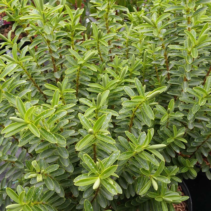 Hebe brachysiphon - Struikveronica (Foliage)