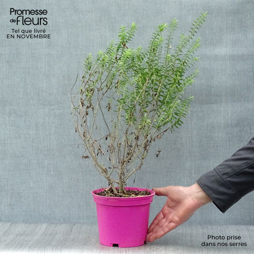 Exemplaar van Hebe brachysiphon - Struikveronica Pot van 2 l/3 l zoals geleverd in de herfst