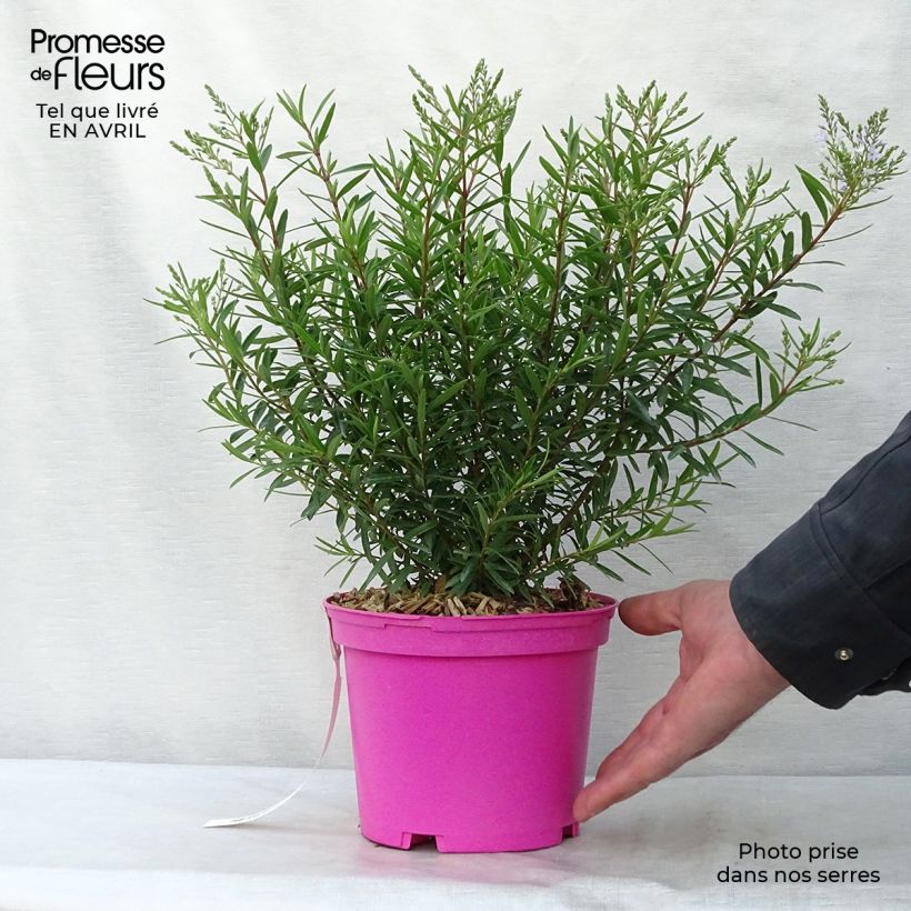 Example of Hebe diosmifolia - Struikveronica Pot van 3 l/4 l as you get in printemps