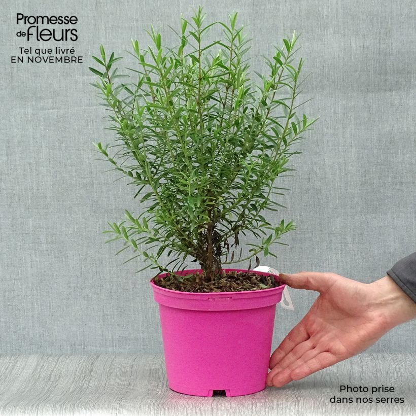Exemplaar van Hebe diosmifolia - Struikveronica Pot van 3 l/4 l zoals geleverd in de herfst