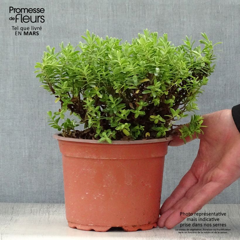 Example of Hebe rakaiensis - Struikveronica Pot van 1,5 l/2 l as you get in printemps