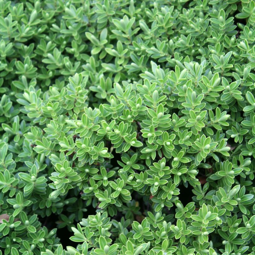 Hebe rakaiensis - Struikveronica (Blad)