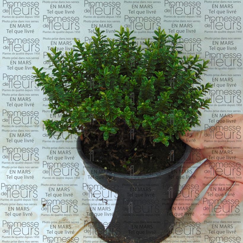 Example of Hebe vernicosa - Struikveronica Pot van 1 l/1,5 l as you get
