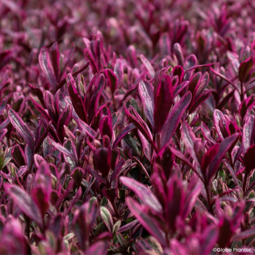 Hebe Magicolors Black Magic - Struikveronica (Blad)