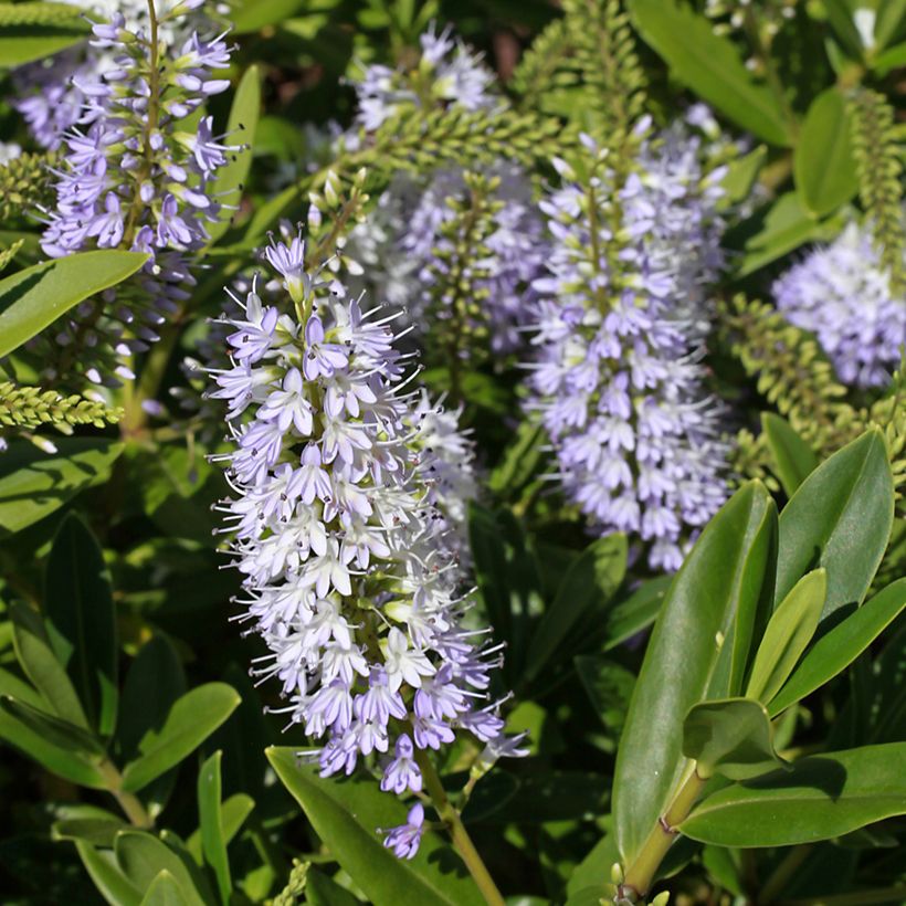 Hebe Wiri Image - Struikveronica (Bloei)