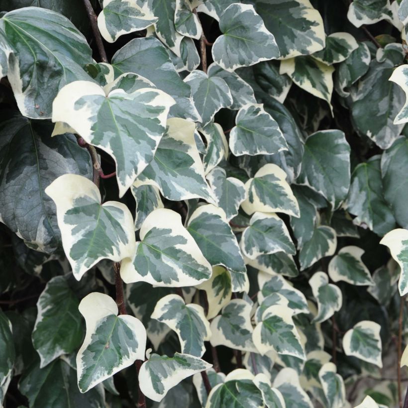 Hedera algeriensis Gloire de Marengo - Algerijnse klimop (Foliage)
