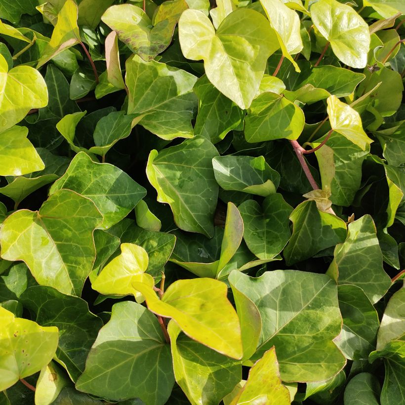 Hedera algeriensis - Algerijnse klimop (Blad)