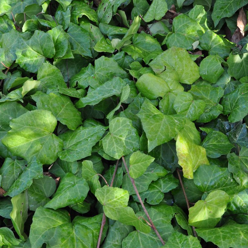 Hedera colchica - Colchische klimop (Blad)