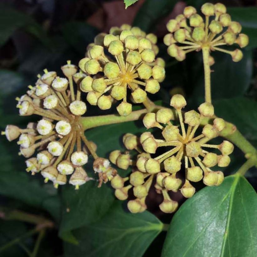 Hedera colchica - Colchische klimop (Bloei)