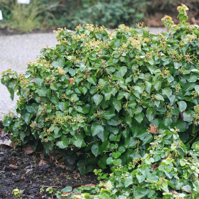Hedera Arbori Compact - Klimop (Groeiplaats)