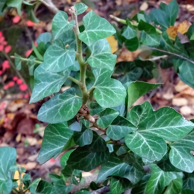 Hedera Erecta - Klimop (Blad)