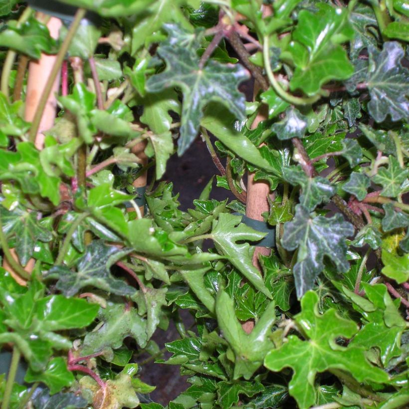 Hedera Ivalace - Klimop (Foliage)