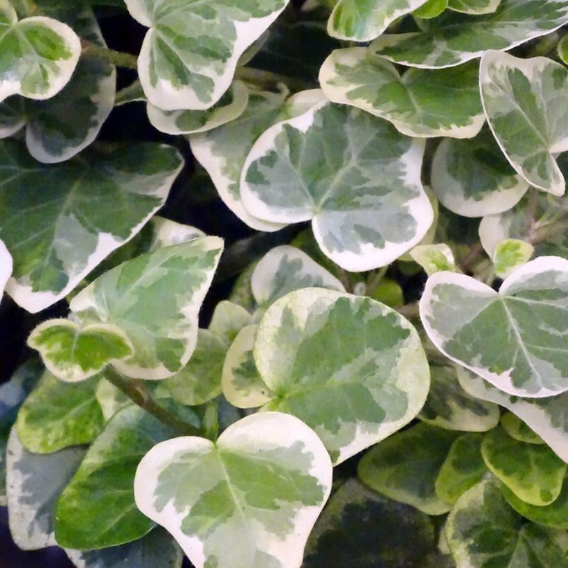 Hedera White Wonder - Klimop (Blad)