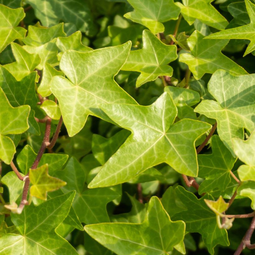 Hedera Shamrock - Klimop (Foliage)