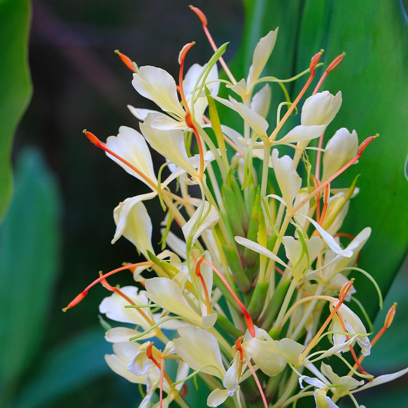 Hedychium Dixter - Longose (Bloei)