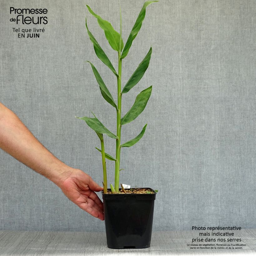 Exemplaar van Hedychium Dixter - Longose Pot van 3 l/4 l zoals geleverd in de zomer