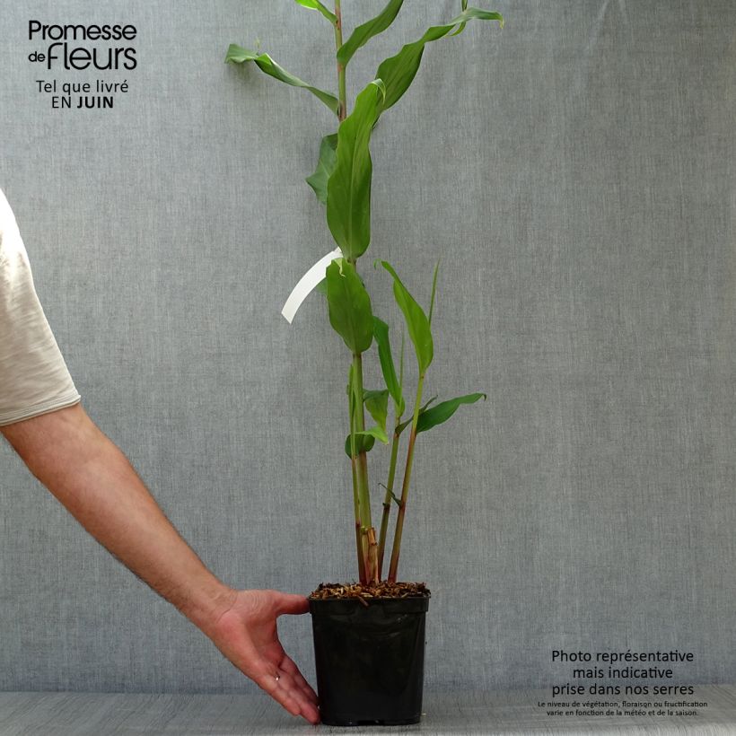 Exemplaar van Hedychium Elizabeth - Gemberlelie Pot van 3 l/4 l zoals geleverd in de zomer