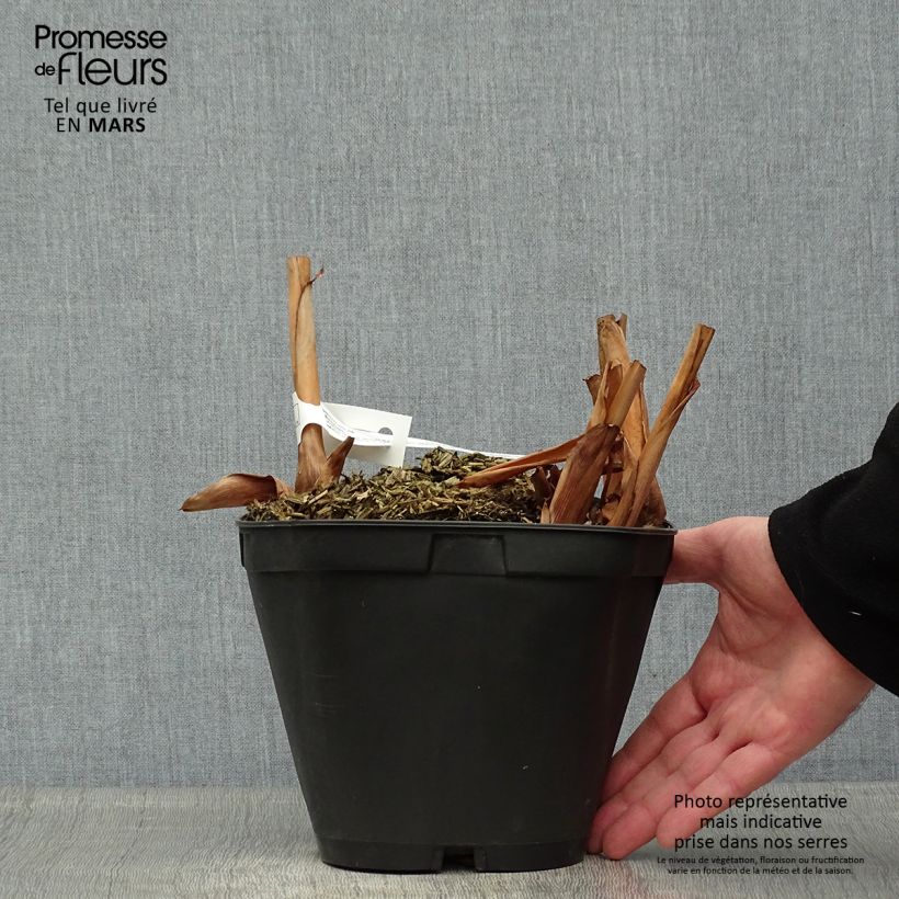 Exemplaar van Hedychium Elizabeth - Gemberlelie Pot van 3 l/4 l zoals geleverd in de lente