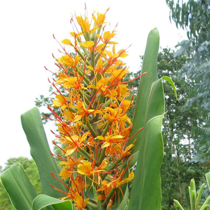 Hedychium coccineum Tara - Gemberlelie (Bloei)