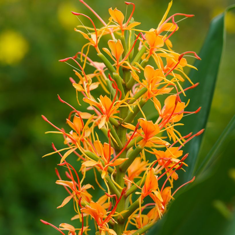 Hedychium coccineum Tara (Bloei)