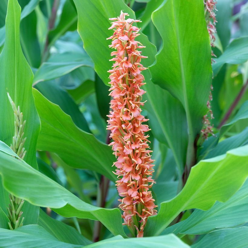Hedychium densiflorum Assam Orange - Gemberlelie (Bloei)