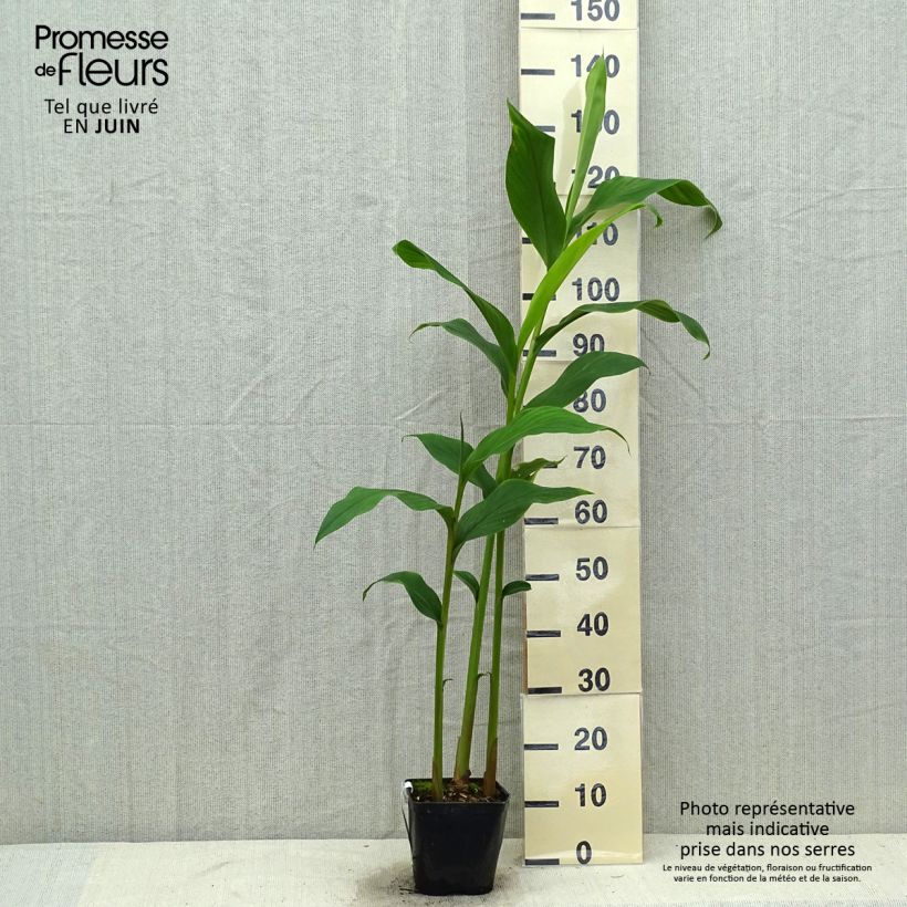 Exemplaar van Hedychium densiflorum Assam Orange - Gemberlelie Pot van 3 l/4 l zoals geleverd in de zomer