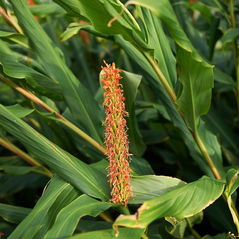 Hedychium densiflorum - Gemberlelie (Blad)