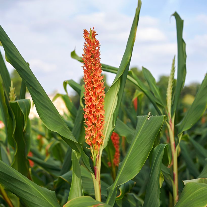 Hedychium densiflorum - Gemberlelie (Bloei)