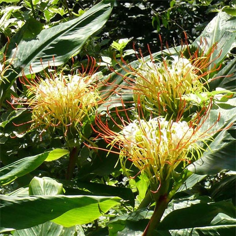 Hedychium ellipticum - Gemberlelie (Bloei)