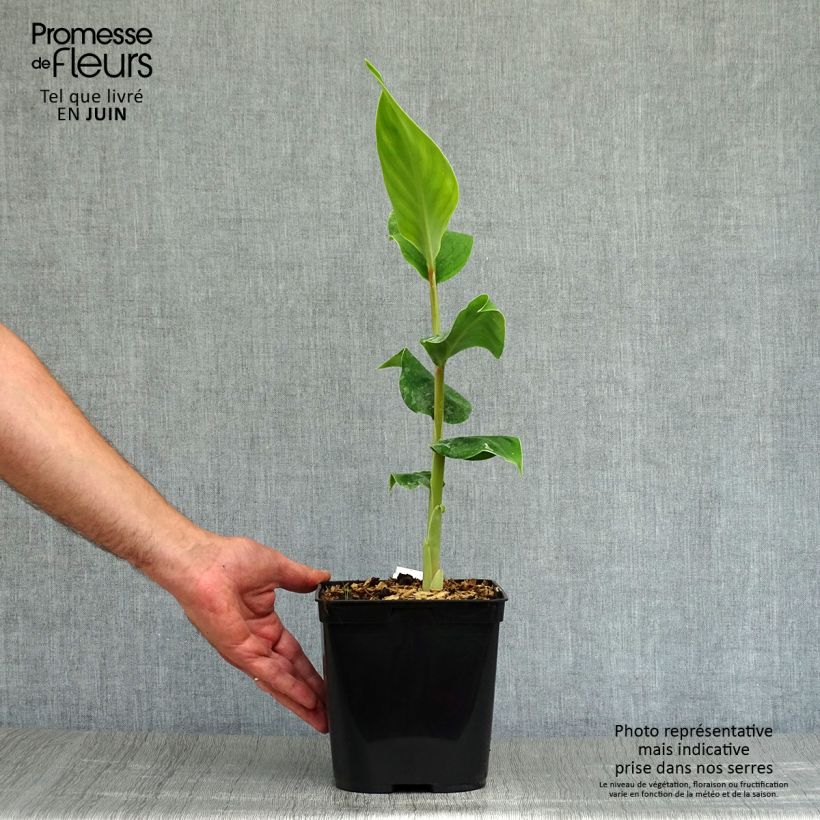 Exemplaar van Hedychium gardnerianum in pot - Siergember Pot van 2 l/3 l zoals geleverd in de zomer