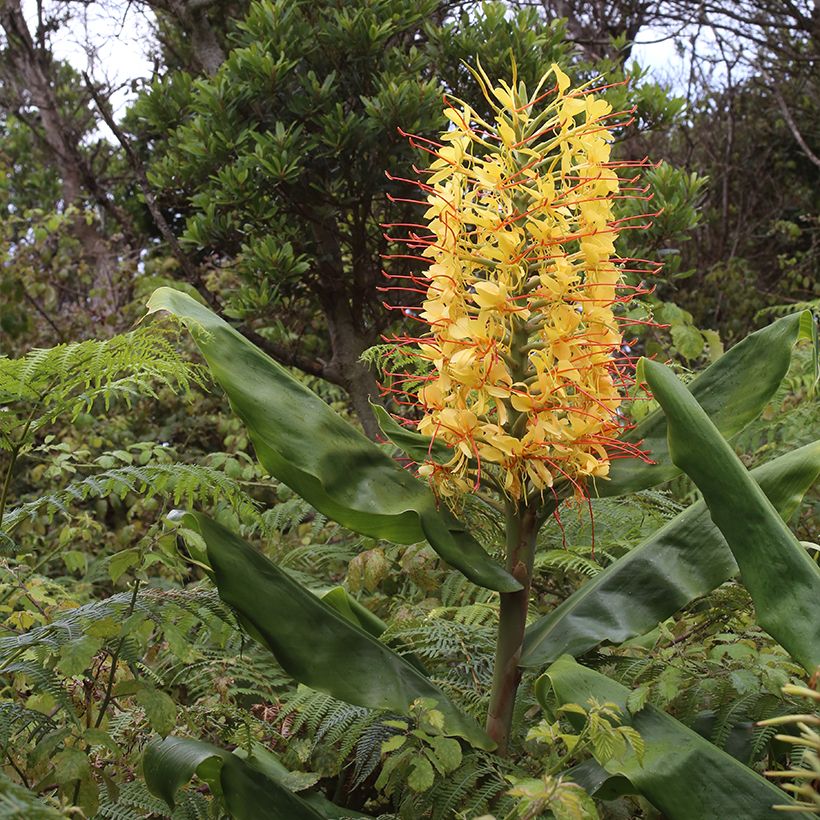 Hedychium gardnerianum in pot - Siergember (Groeiplaats)
