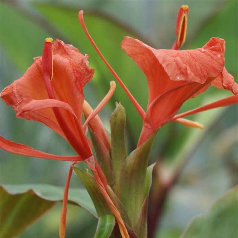 Hedychium greenii - Gemberlelie (Bloei)