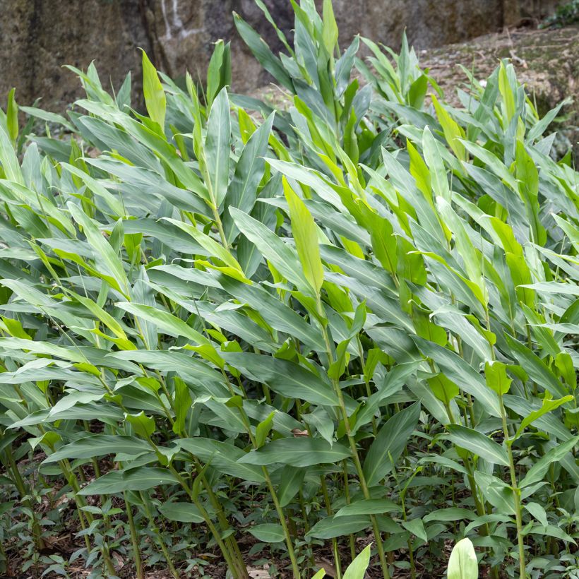 Hedychium maximum - Gemberlelie (Blad)