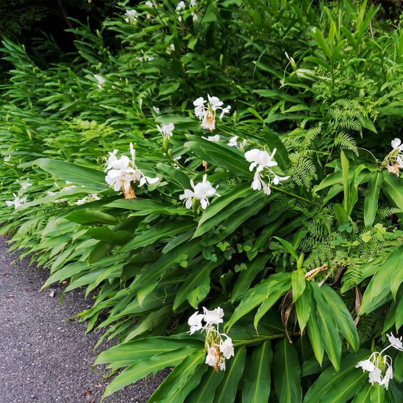 Hedychium maximum - Gemberlelie (Groeiplaats)