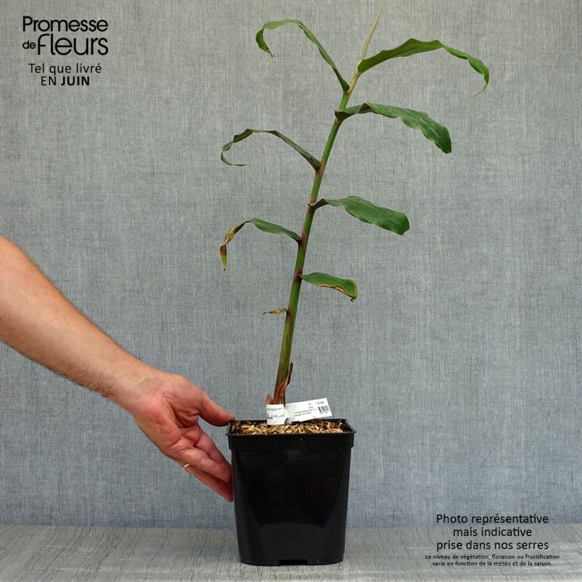 Exemplaar van Hedychium deceptum - Gemberlelie Pot van 3 l/4 l zoals geleverd in de zomer