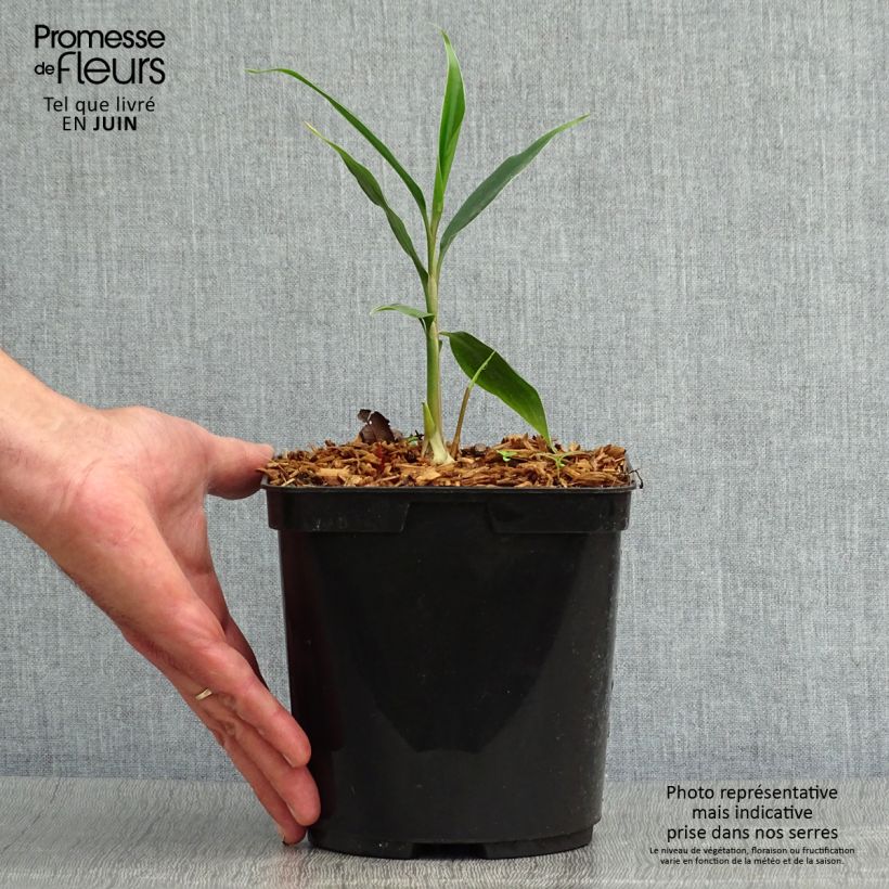 Exemplaar van Hedychium villosum tenuiflorum - Gemberlelie Pot van 3 l/4 l zoals geleverd in de zomer